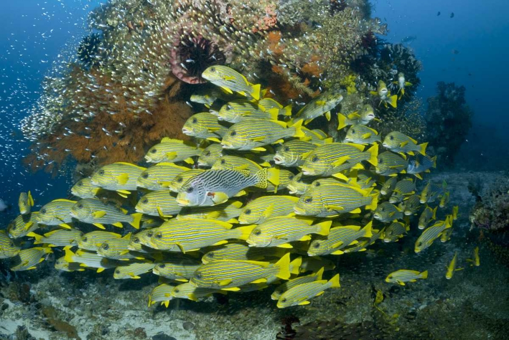 Indonesia Sweetlip fish swim past coral reef